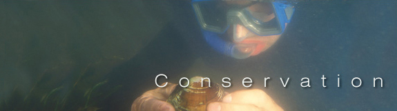 Mussels - Conservation banner